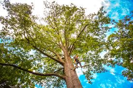Reliable Sugarland Run, VA Tree Services Solutions