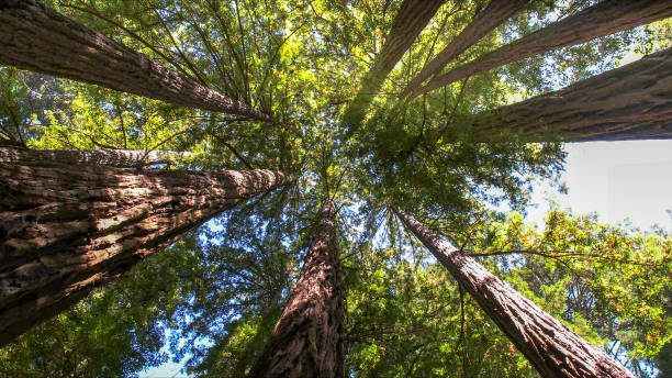 Best Tree Preservation Services  in Sugarland Run, VA