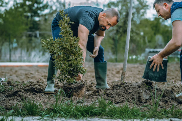 Best Weed Control  in Sugarland Run, VA