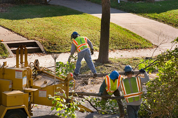 Best Stump Grinding and Removal  in Sugarland Run, VA