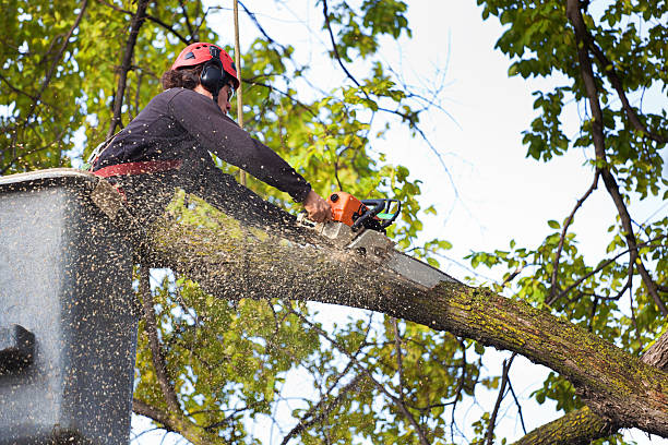 Best Soil Testing and Treatment  in Sugarland Run, VA